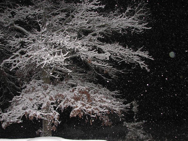 2008-12-20_Snow_Storm 070.jpg